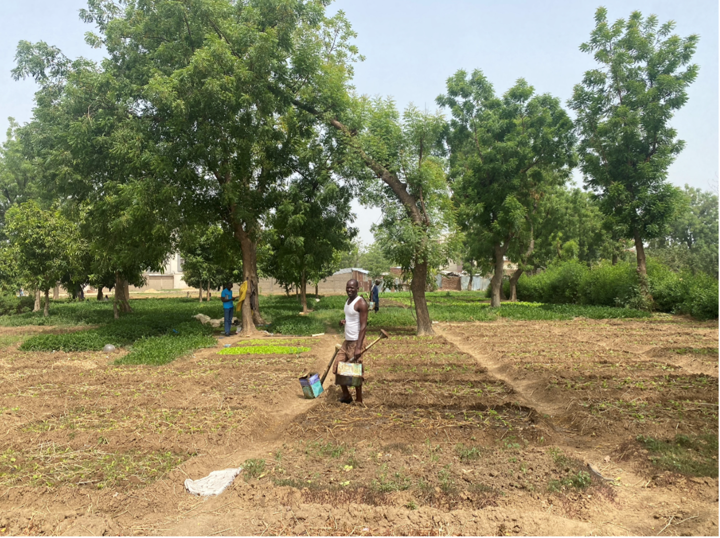 Figure 9: Urban agriculture in N’Djamena, Chad, can support urban resilience and livelihoods. Source: World Bank 